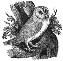 Иллюстрация к Истории Британских птиц