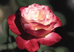 Нюансы цвета розы
